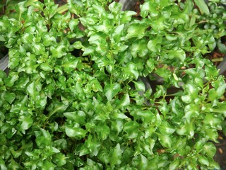 Watercress