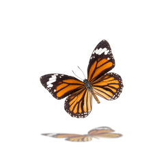 Beautiful butterfly flying isolated on white background ,Tiger butterflies