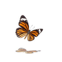 Fototapeta na wymiar Beautiful butterfly flying isolated on white background ,Tiger butterflies