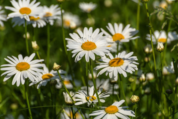Fototapeta premium daisy flowers meadow