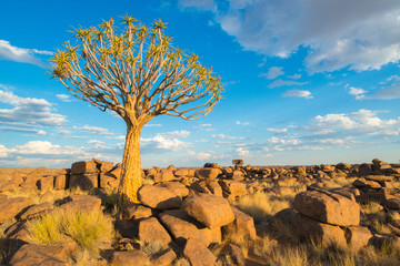 Köcherbaum auf dem Spielplatz der Riesen, Namibia, Afrika