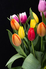 colorful bouquet of fresh spring tulip flowers