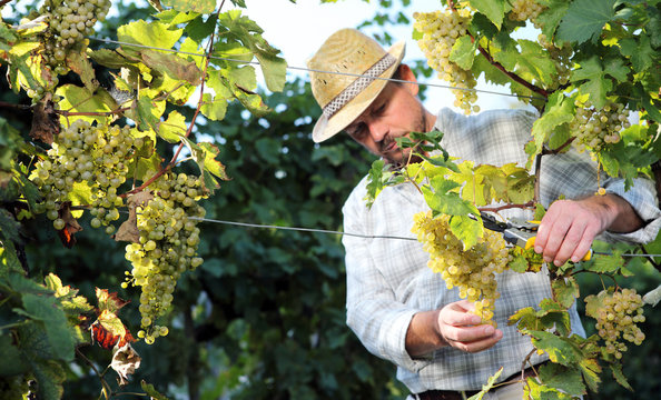 Grapes Harvest, Winemaker In Vineyard