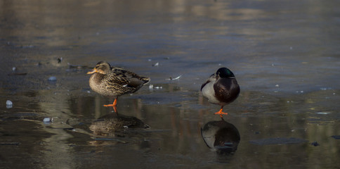 Enten auf dem Eis