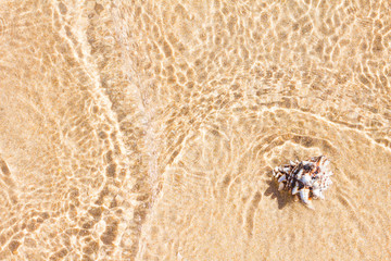 Shell on sand in sea. Summer texture.