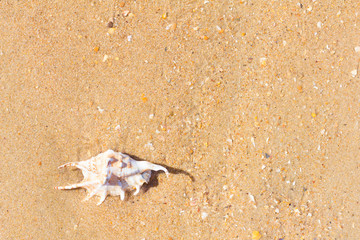 Texture of sand with shell. Ocean nature