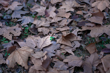 Leaves