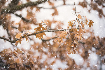 Winter Park. Oak Alley. The leaves on the trees anymore. Snowfall.