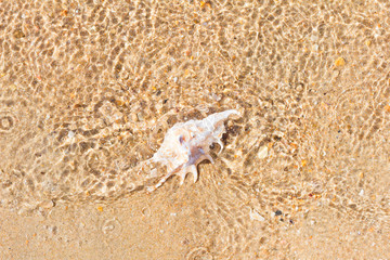 Texture of sand with shell in water. Ocean nature