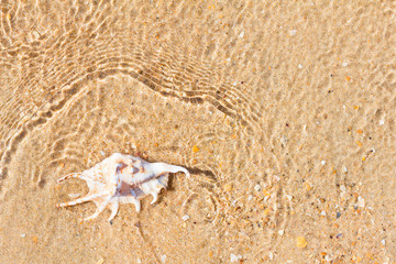 Texture of sand with shell in water. Ocean nature