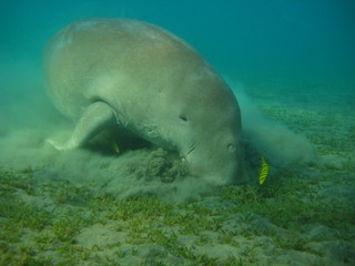 Seekuh / Dugong