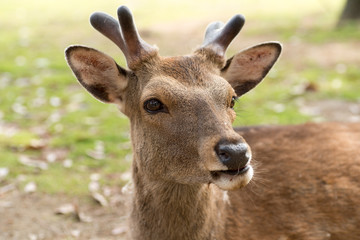 奈良公園の鹿