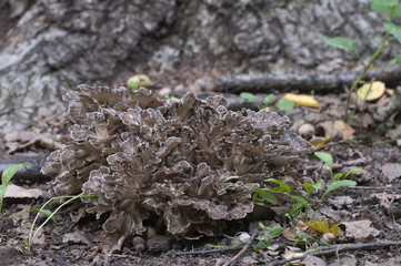Grifola frondosa mushroom