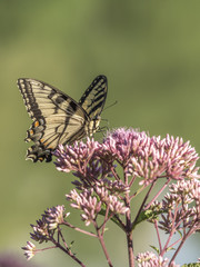 Eastern tiger swallowtail, Papilio glaucus