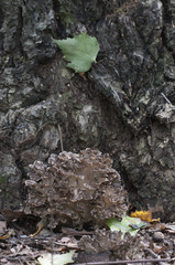 Grifola frondosa mushroom