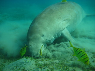 Fototapeta premium Dugong