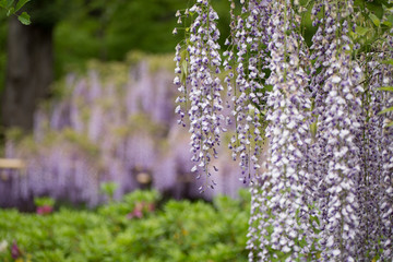 Obraz premium 萬葉植物園 藤の花