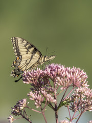 Eastern tiger swallowtail, Papilio glaucus
