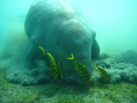 Dugong