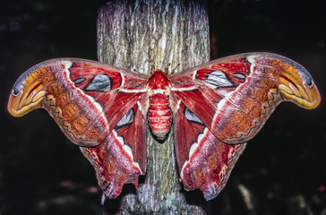  Atlas moth Attacus atlas is a large saturniid moth