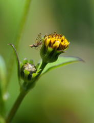 Exotic fly on yellow flower