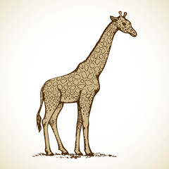 Obraz premium Elephant. Vector drawing