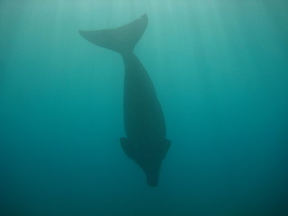 Seekuh / Dugong