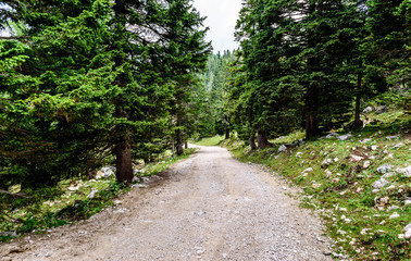Forrest path or mountain road trail leading to infinity.