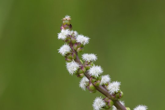 Common arrowgrass, Triglochin maritima, an edible plant