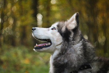 A Siberian Husky in profile gazes upwards with a bokeh background. Concept of: Canine anticipation.