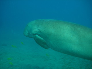 Naklejka premium Seekuh / Dugong