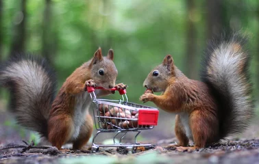 Tuinposter Eekhoorn Twee rode eekhoorns in de buurt van het kleine winkelwagentje met noten