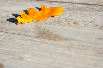 Green, yellow and red autumn leaves on a wooden table.