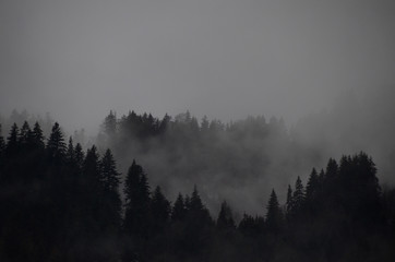 Foggy forest