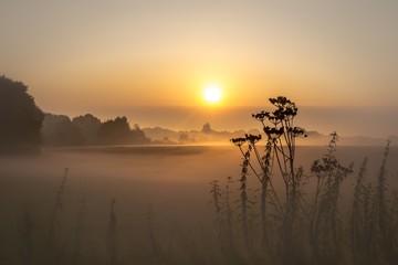 Nebel Impressionen in Wiste / Osterholz-Scharmbeck
