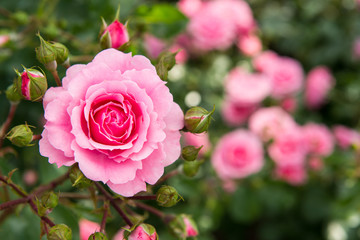 中の島バラ園　薔薇