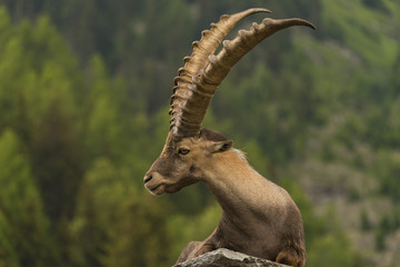 Bouquetin des Alpes (Capra ibex), bouquetin alpin