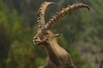 Bouquetin des Alpes (Capra ibex), bouquetin alpin