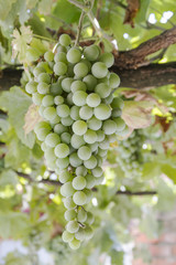 bunch of green grapes hanging on the vine on a sunny day
