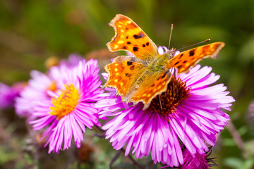 Butterfly on flower