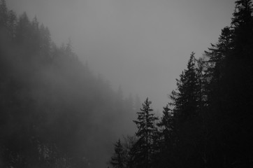 Fototapeta premium Foggy forest
