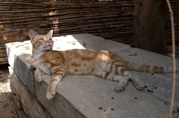 Cat relaxing in the shade on hot summer day