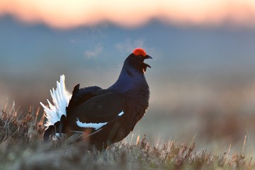 Black Grouse calling at sunrise