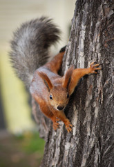 A red squirrel clings to the bark of a tree, looking directly at the camera. Concept of: Forest wildlife.