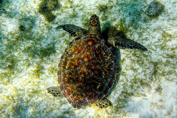 Karibik - Kleine Antillen - Tobago Cays - Karettschildkröte