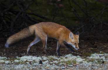 Red fox (Vulpes vulpes) with a bushy tail hunting in Algonquin Park, Canada