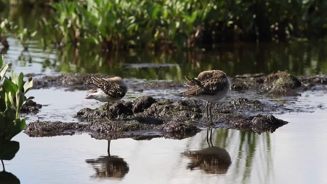 Philomachus pugnax. Pack of reeves on the swamp