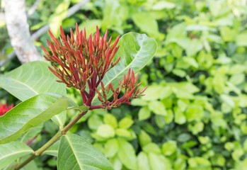 spike  flower red beautiful on the tree ( Rubiaceae Ixora coccinea) 