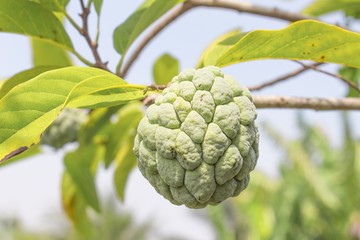 Fototapeta premium Custard apple plant agriculture on tree