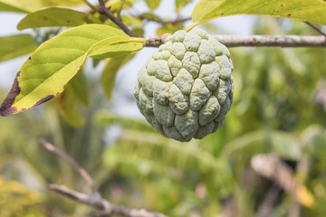 Fototapeta premium Custard apple plant agriculture on tree